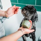 Wags Premium Pet Care
