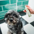 Wags Premium Pet Care