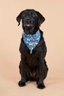 Recycled Dog Accessories