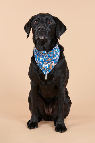 Recycled Dog Accessories