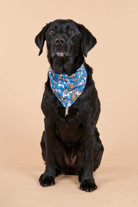 Recycled Dog Accessories