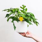 Super Ninja Plant Fly Trap: Eco-Friendly Protection for Your Plants