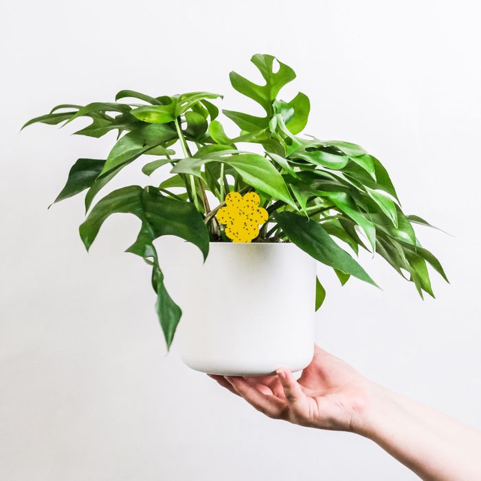 Super Ninja Plant Fly Trap: Eco-Friendly Protection for Your Plants