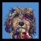 Cockapoo