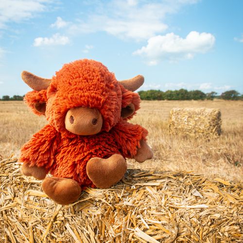 Hamish the Highland Cow