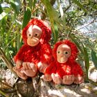 Maximus the Orangutan