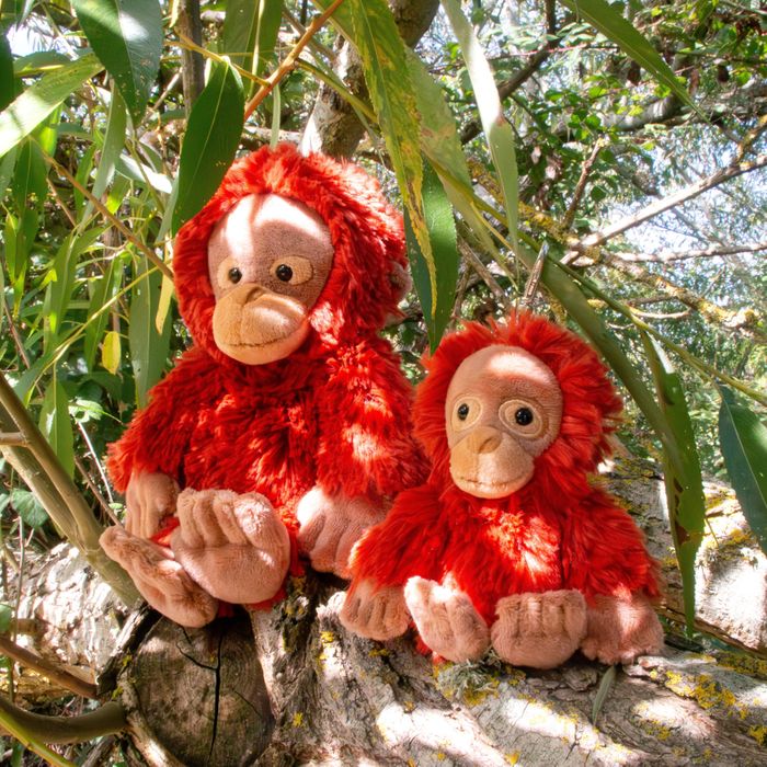 Maximus the Orangutan