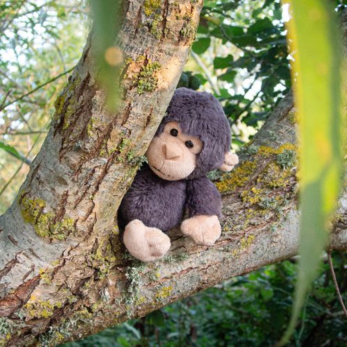 Kokomo the Chimpanzee