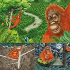 Buddy's Rainforest Rescue