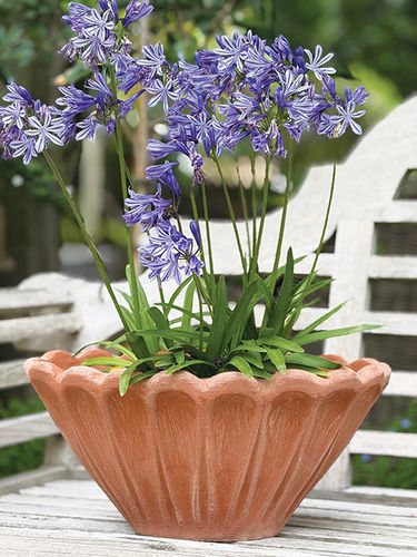 New Limoni Collection