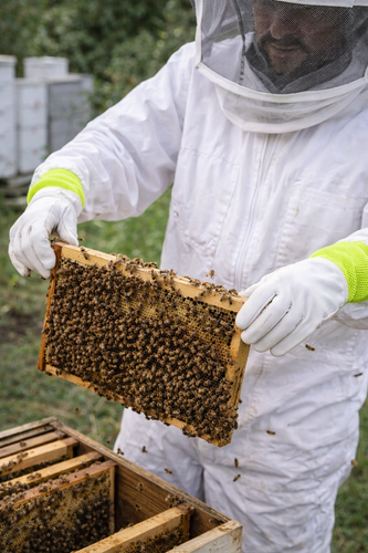The Bridport Bee Keeping Gauntlets