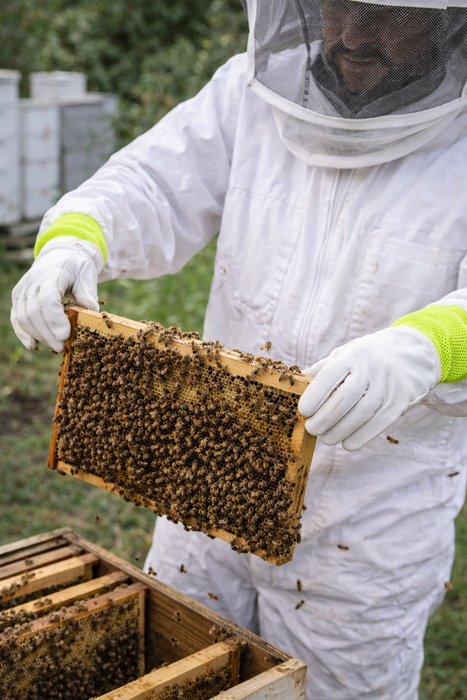 The Bridport Bee Keeping Gauntlets