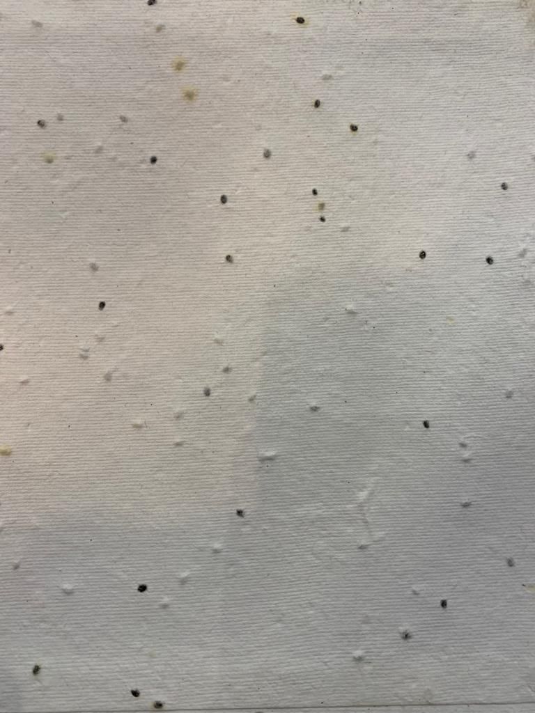 HANDMADE PAPER SEED PAPER