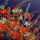 Fiona Calder greeting cards range