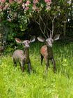 Pair  of Deer,  GardenArtz