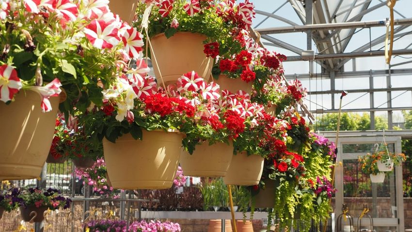 Online or Offline? Are gardening consumers moving away from traditional retail?
