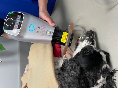 Quick and simple dental radiography from Clark Dental Veterinary