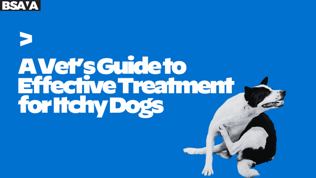 A Vet's Guide to Effective Treatment for Itchy Dogs