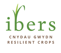 Company name - IBERS Aberystwyth University