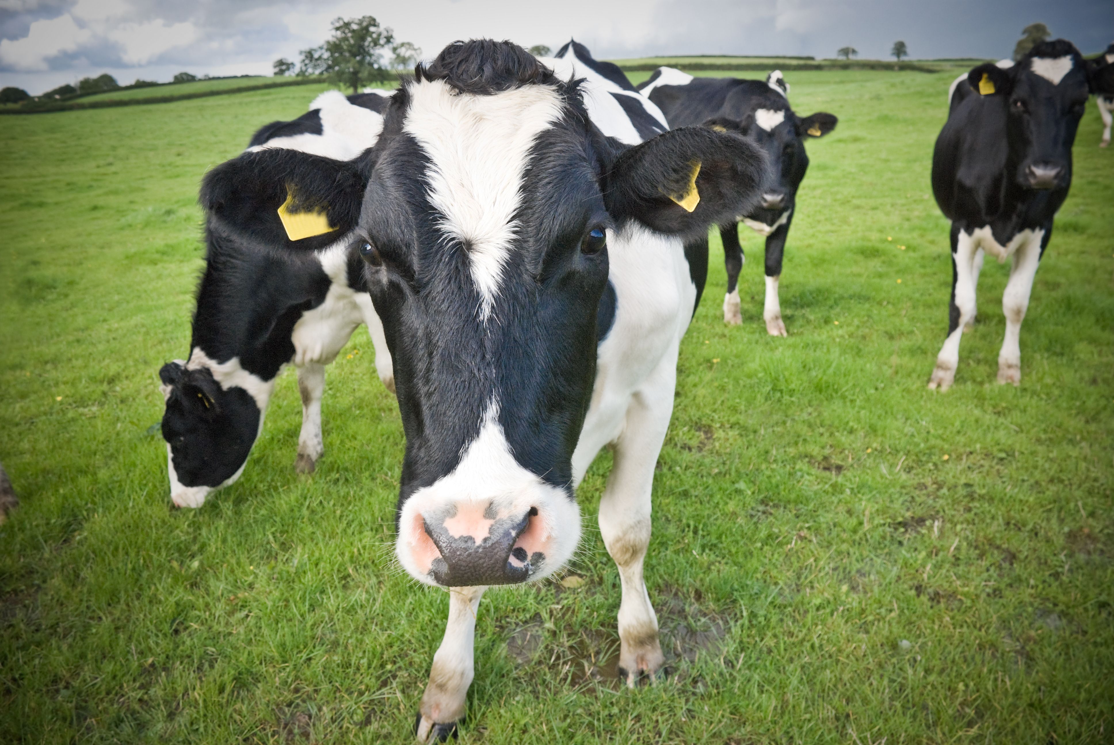 The dairy industry needs you! Future Farming Expo 2023