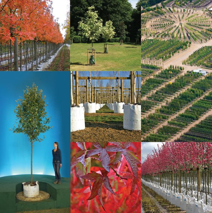 What can Barcham Trees Offer?