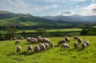 Agricultural Compliance