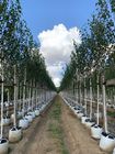 A range of containerised trees