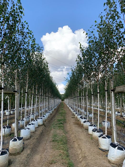 A range of containerised trees