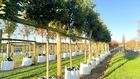 A range of containerised trees