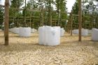 A range of containerised trees