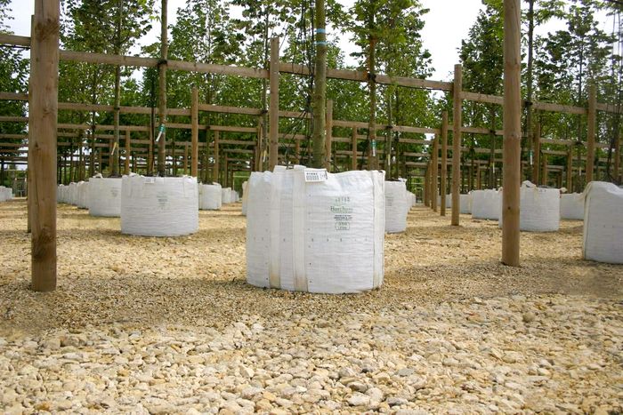 A range of containerised trees