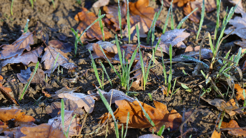 Overcoming Challenges in Waterlogged Winter Cereals | TIMAC AGRO UK