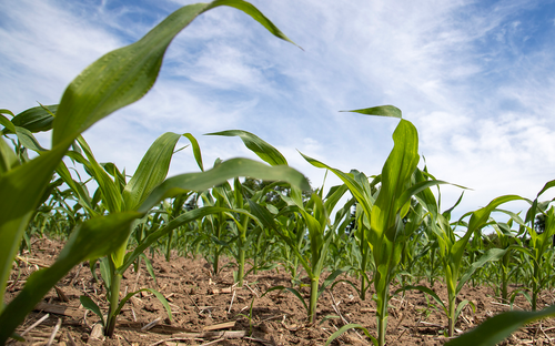 Soil Conditioners Repair Structural Damage After Maize