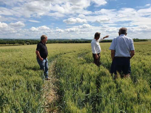 Realising the potential of amino acids to stimulate plant growth