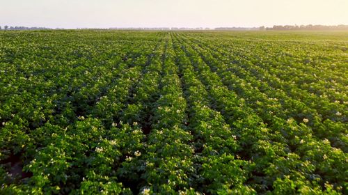 NRM Soil Organic Matter: how analysis helps optimise crop production sustainably