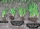 Kick-Off Seed Treatment