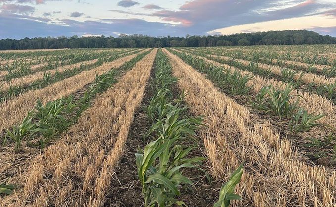 Could Relay Cropping Help UK Farmers Grow More from the Same Acre?