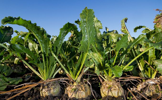 NFU Sugar and British Sugar reach agreement on 2027/28 sugar beet contract