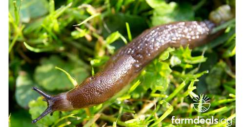 High Slug Pressure on UK Farmland in 2024: How to Protect Your Crops