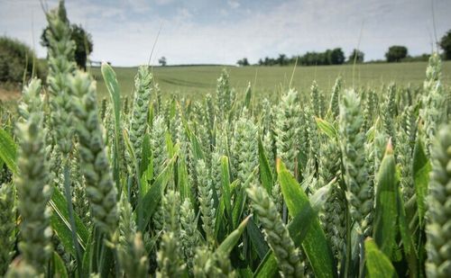 Looking Back to Move Forward: How Ancient Wheat Could Help Build Climate-Ready Crops