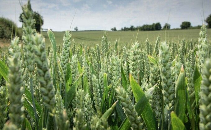 Looking Back to Move Forward: How Ancient Wheat Could Help Build Climate-Ready Crops