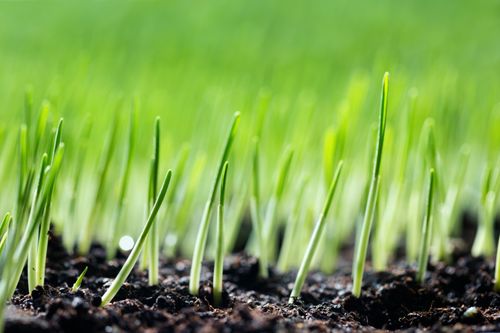 New soil conditioner helps boost soil health and improve yields with one application