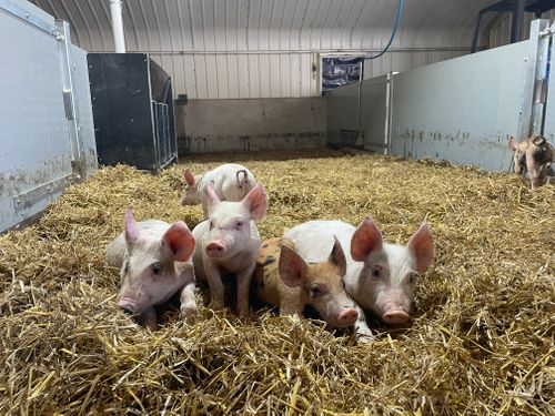 We met a family at LAMMA 25
