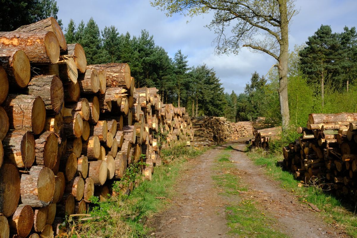 Woods Mean Business - How trees can stack up to help your farm business diversify