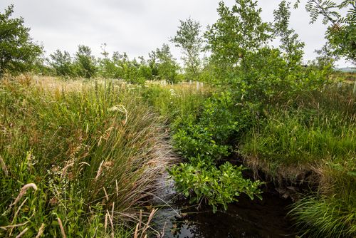 Woods for Nature - Why woods are so important for nature