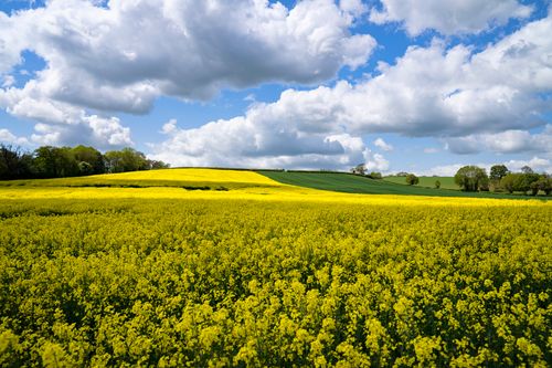 Three ways the NFU helps farming businesses to thrive