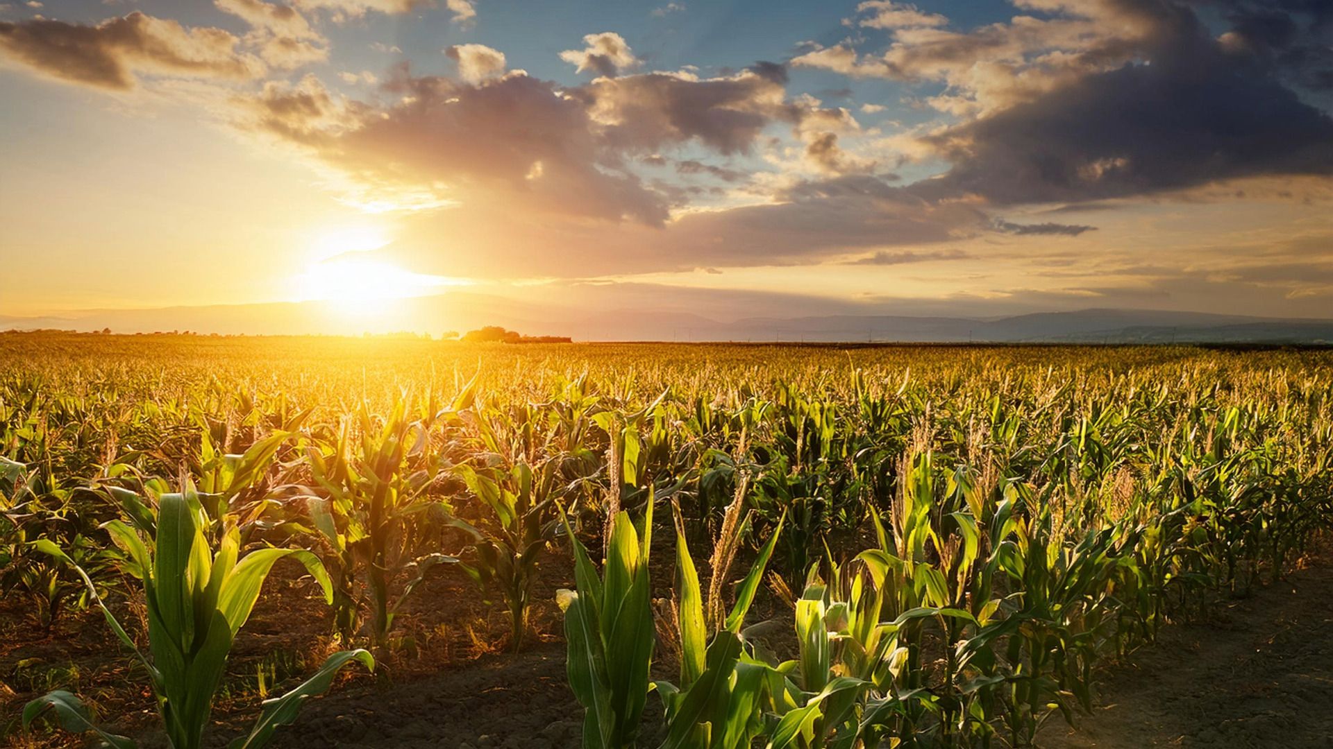 Why Microbes Are the Future of Farming: Introducing BactoTech UK