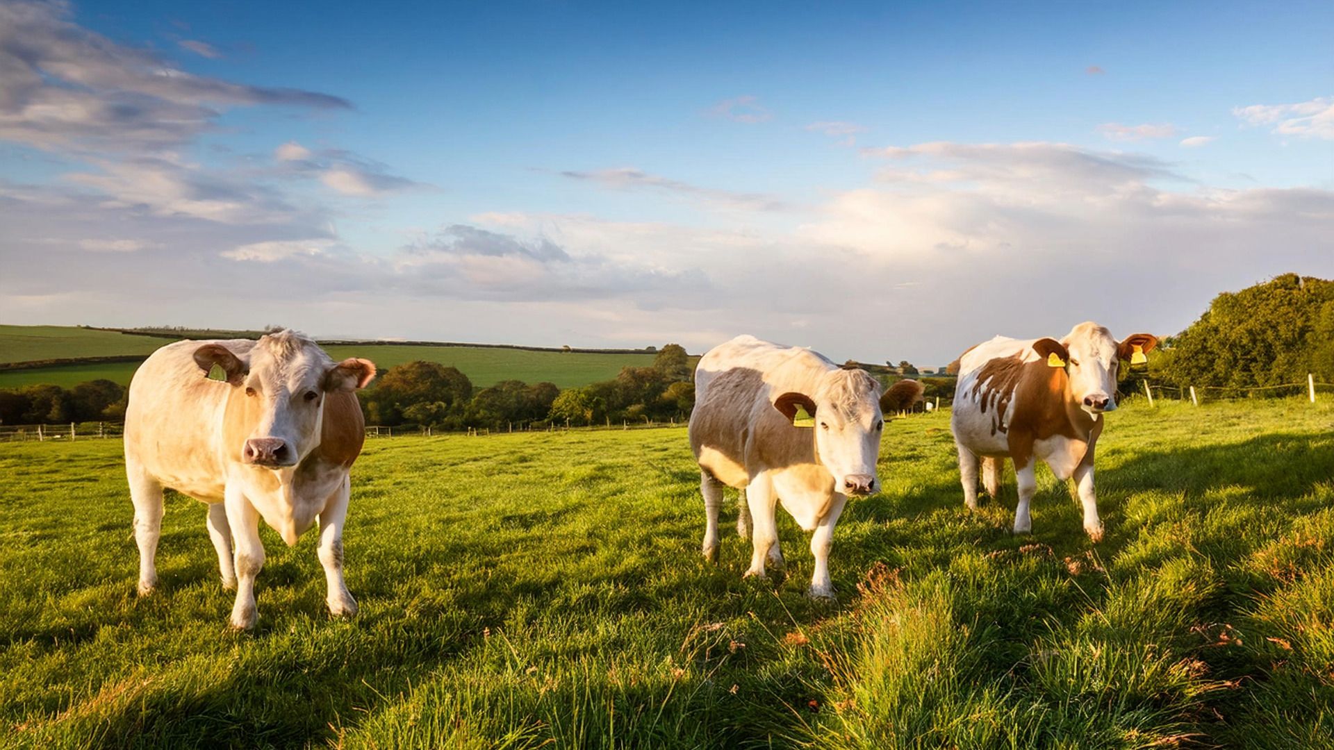 Managing Slurry and Manure Sustainably: How BactoTech Helps Farmers Save Time and Money