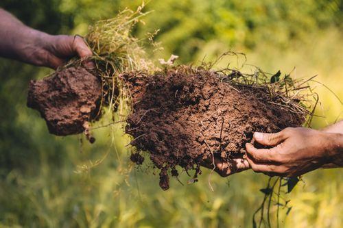 From Soil to Society: Why Microbes Are Essential for Sustainable Farming