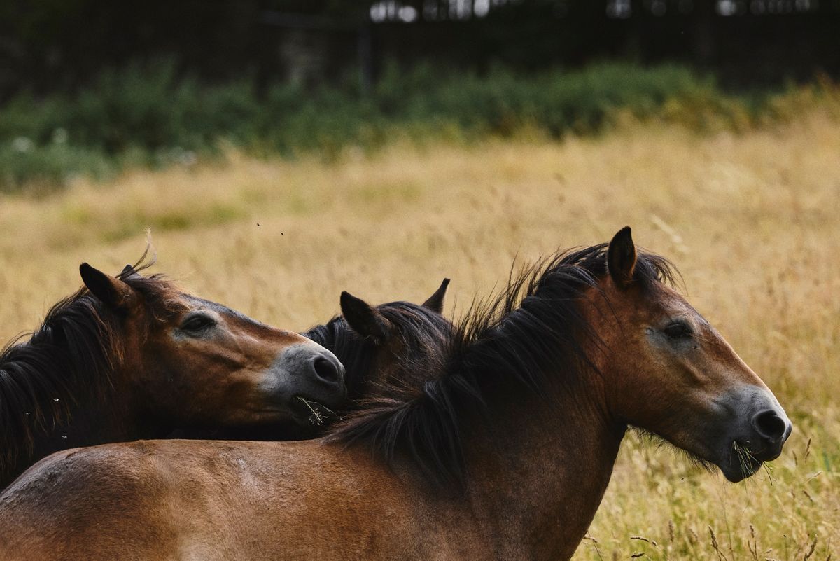 Sleight Farm: the starting point for Biofarm